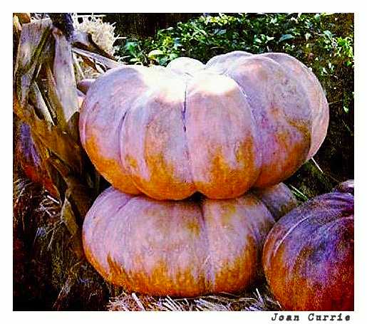 Pumpkins by Joan Currie
