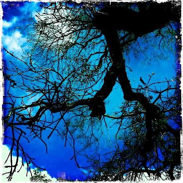 Tree - blue sky1M