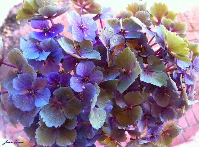 Multihydrangea2MMM-14x10