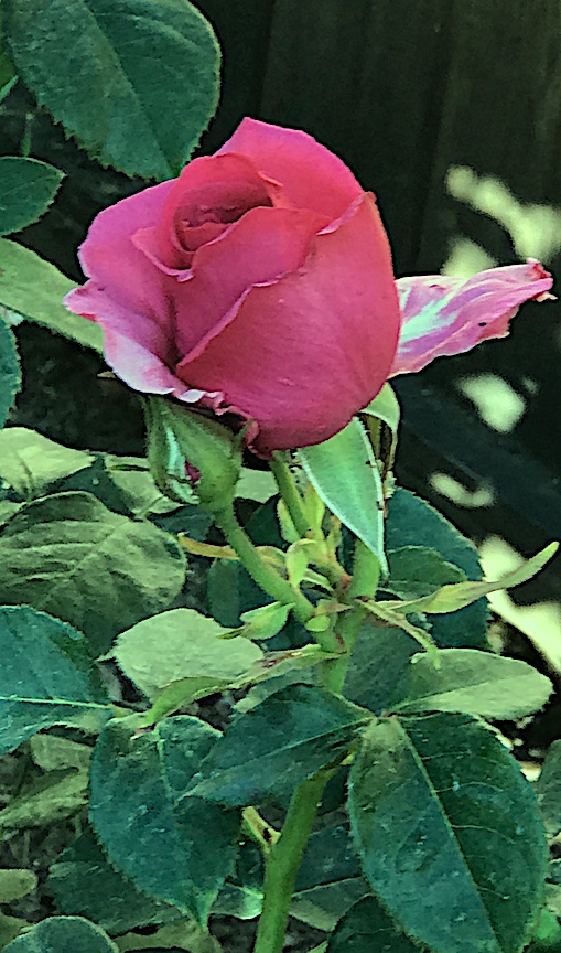 Rose in garden Joan Currie