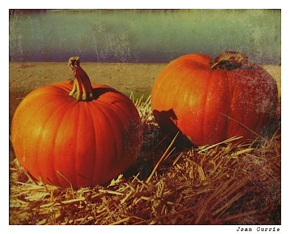 Pumpkins at Hallowe'en 1 by Joan Currie-M