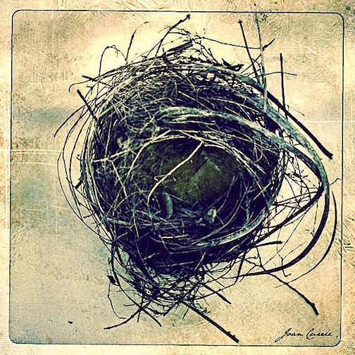 Spring Nest by Joan Currie